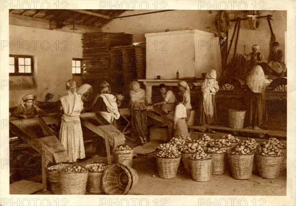 Staoueli (Algérie), le tri des pommes de terre