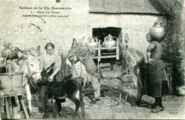 La vie à la ferme en Normandie