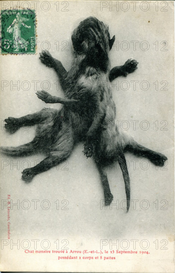 Chat monstre trouvé à Arrou le 25 septembre 1904