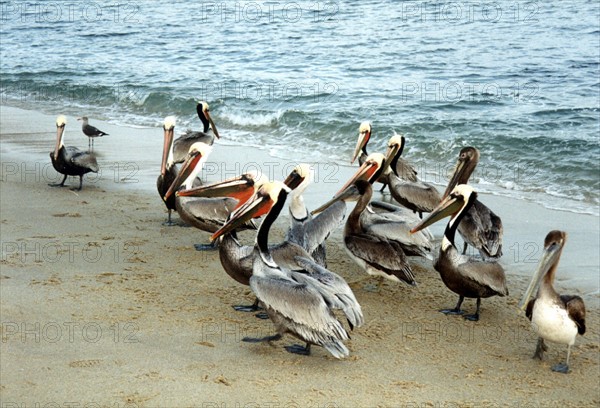 Pelicans