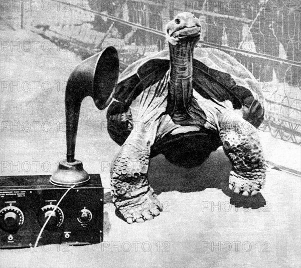 Radio tortue