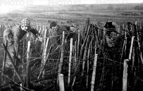 World War I. Near the lines in Champagne, pruning the grapevines (1918)