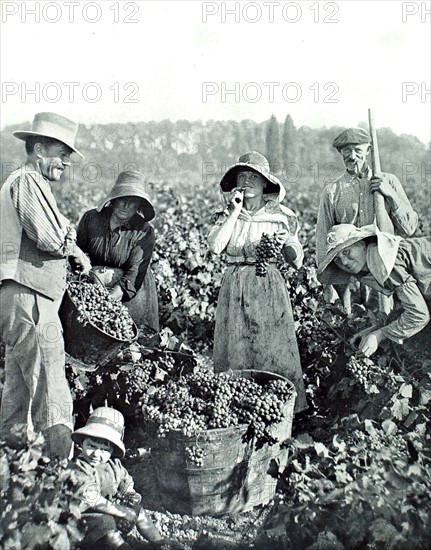 Grape harvest scene in Béziers (1921)