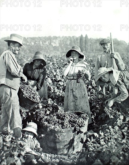 Scène de vendanges à Béziers (1921)