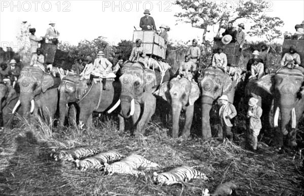 Le tableau d'une matinée de chasse du roi George V d'Angleterre, dans la jungle au Népal (1912) : quatre tigres et une gazelle.