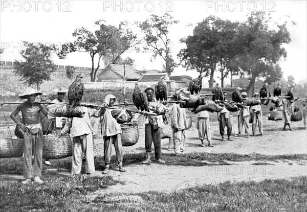 Eagle hunt in China (1910)