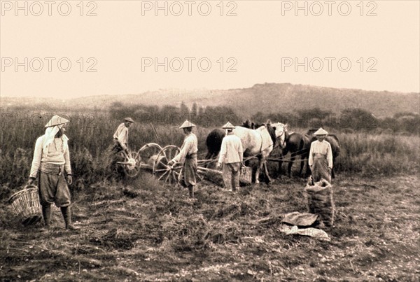 World War I.
Indo-Chinese farm workers in the fields near the front, 1916