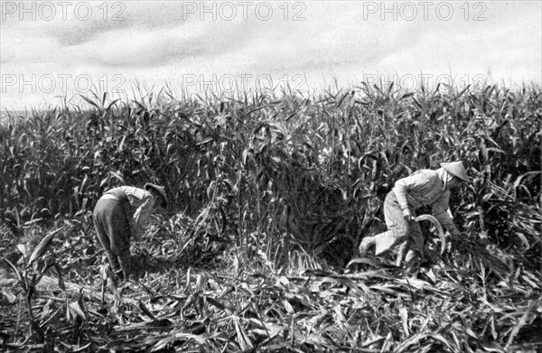 Travailleurs indochinois dans les champs près du front, en 1916.