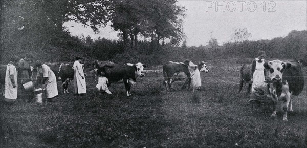 Traite des vaches dans une ferme-école