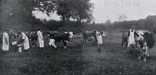 Milking at a school farm