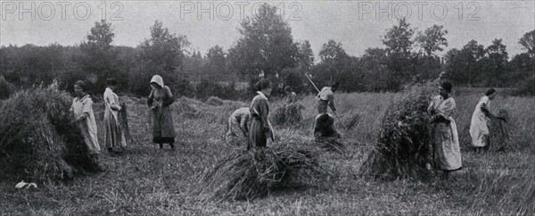 Moisson dans une ferme-école