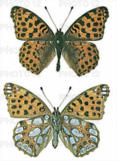 Queen of Spain Fritillary (Issoria lathonia)