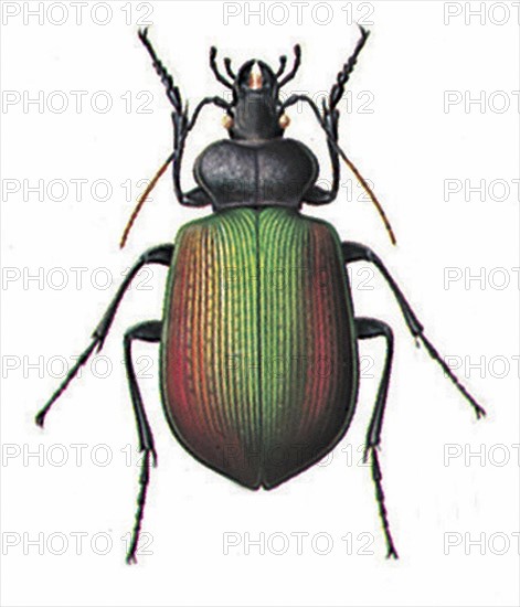 Calosoma sycophanta