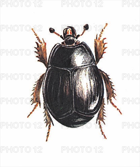 Hister (Coleoptera, Histeridae)