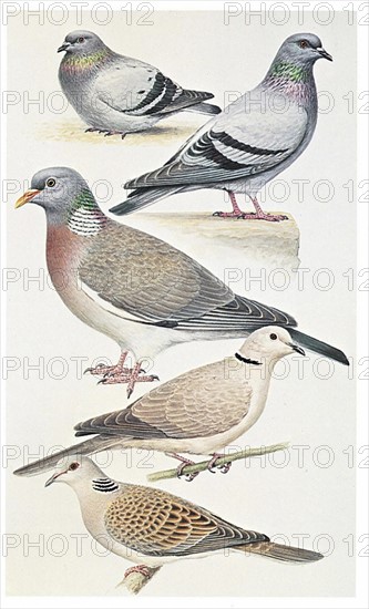 Dfférentes espèces de pigeons (Columba livia)