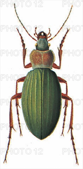 Carabus auratus