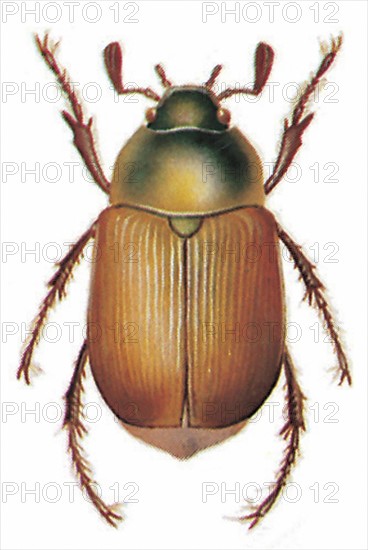 Anomala dubia (Scarabaeus)