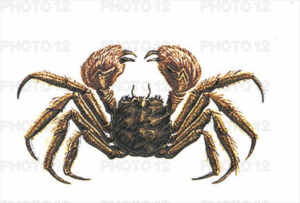 Crabe chinois (Eriocheir sinensis)