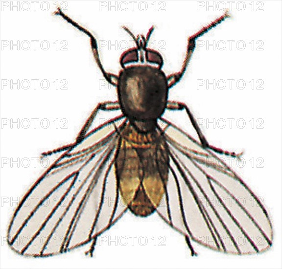 Black fly (diptera)