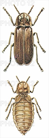 Lampyres, ou lucioles (Lampyridae)