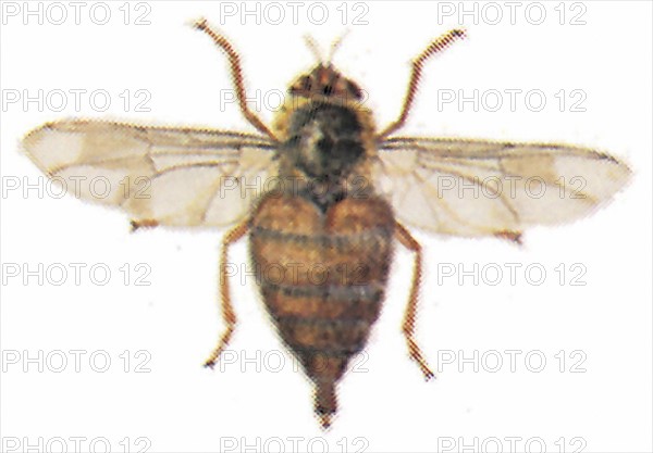 Horse bot fly (Gasterophilus intestinalis)