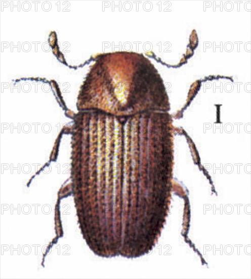 Drugstore beetle (Stegobium paniceum)