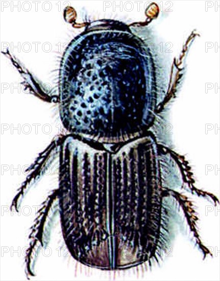 Bark beetle