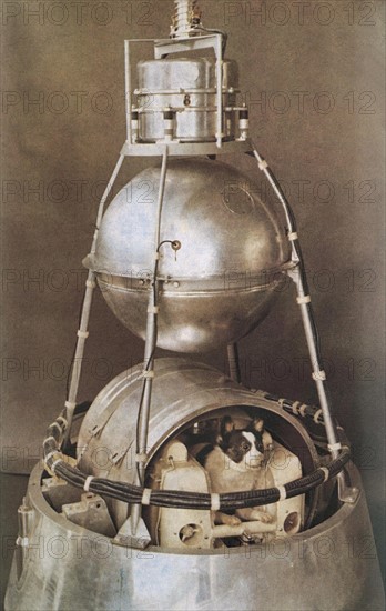 Laika, the first dog in space (aboard Sputnik)