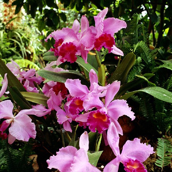 Cattleya