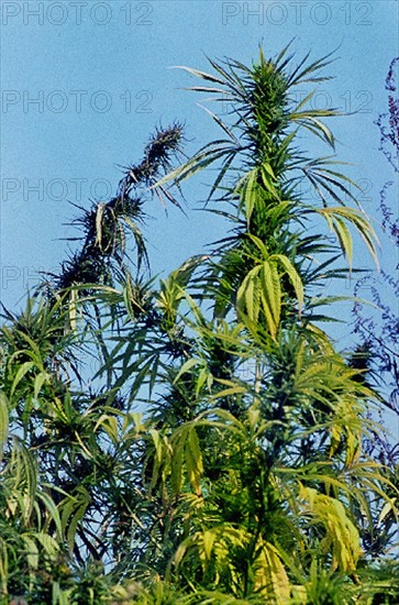Chanvre (Cannabis sativa var. indica)