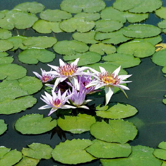 Nénuphar d'Afrique orientale (Nymphaea spec.)