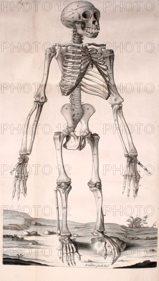 Squelette de chimpanzé