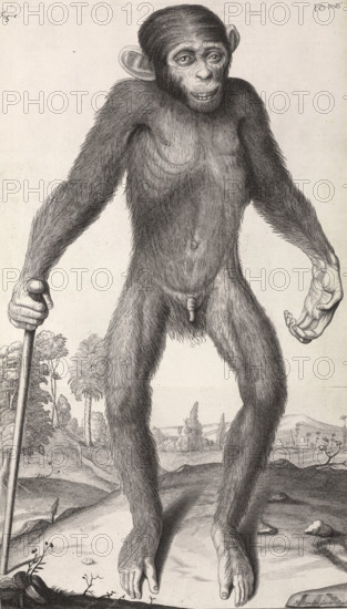 Chimpanzé