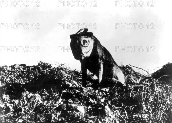 Dog wearing a gas mask