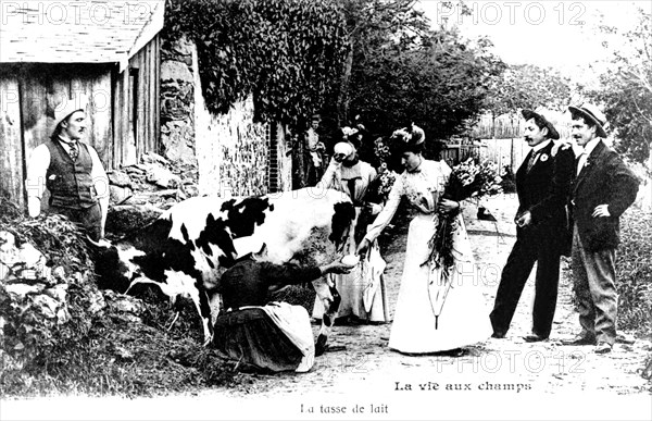 Carte postale : La tasse de lait