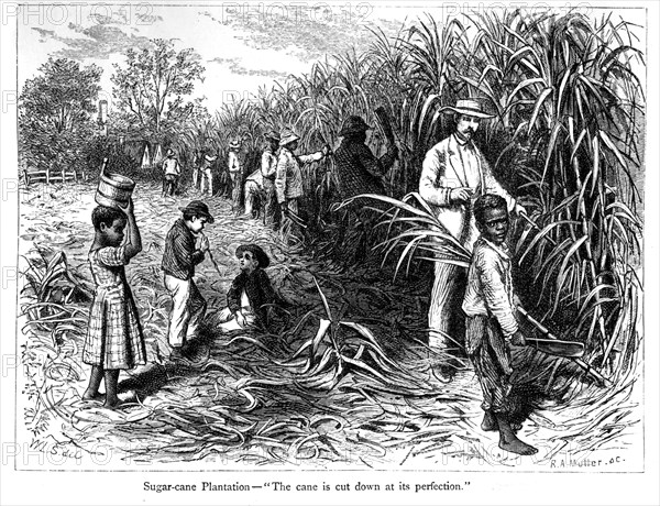 Scène dans une plantation de canne à sucre
