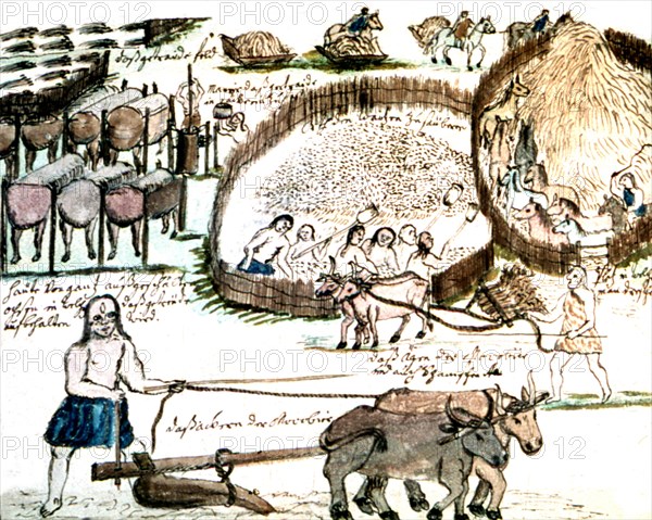 Illustration de Florian Baucke (1749-1767). Zwettler Codex. Vie des indiens Guaranis vue par un père jésuite