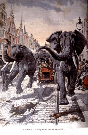 Chasse à l'éléphant en automobile