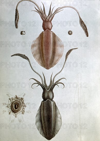 Darwin, Gravure extraite du voyage du Beagle