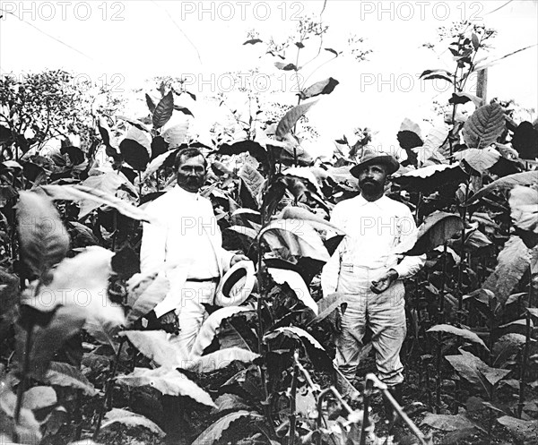 Tobacco field in Cuba