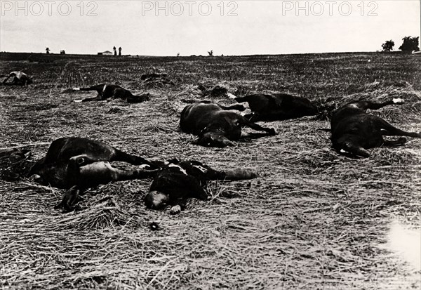 Dead German soldiers in Enepilly, 1914
