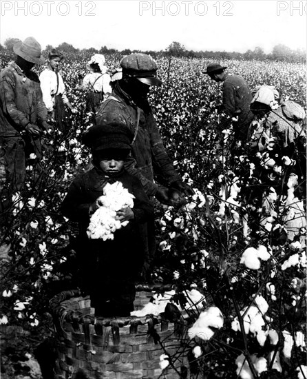 Cotton field in North Carolina. Photo by Underwood