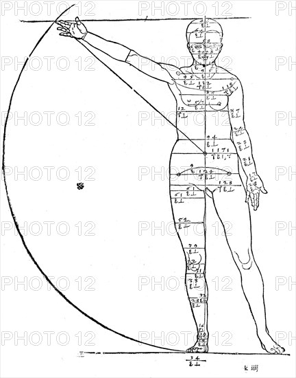 Proportions de la femme