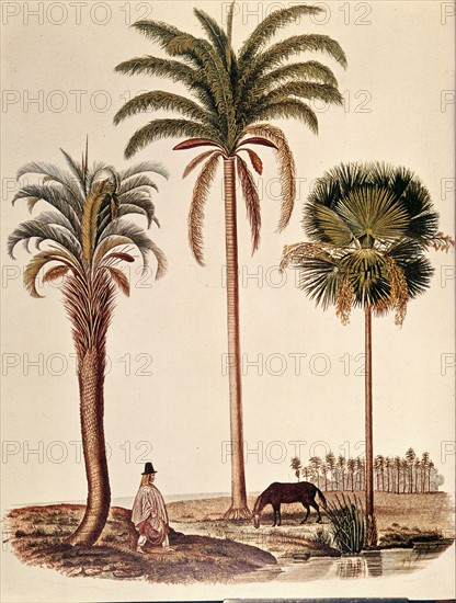 Palm trees