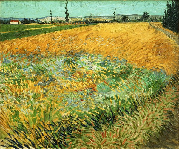 Van Gogh, Wheatfield