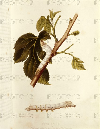 Lackerbauer, Healthy silk-worms