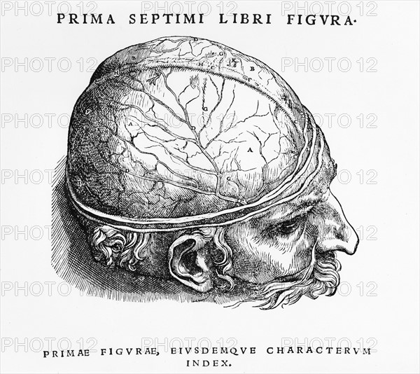 Schéma de l'enveloppe extérieure du cerveau