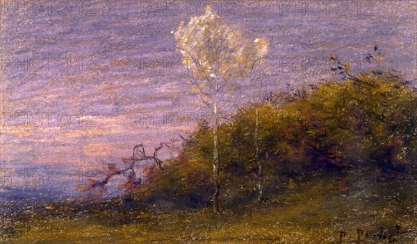 Prins, Tree with silver leaves