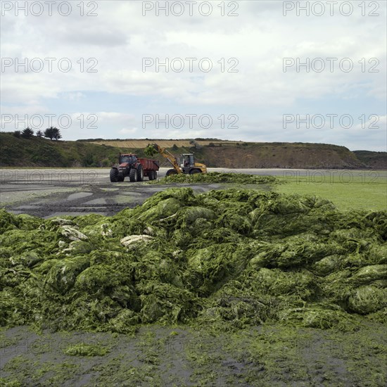 Green algae