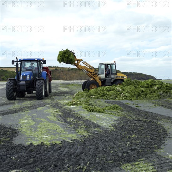 Green algae